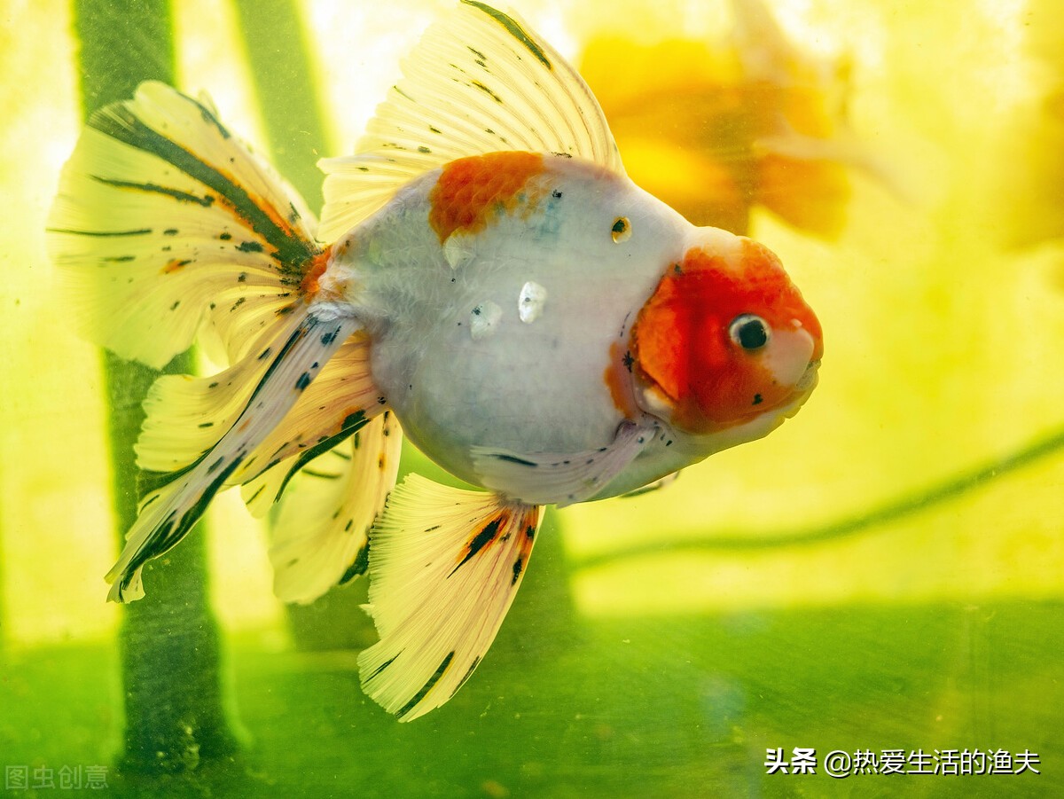 哪种金鱼好看好养,金鱼哪个品种比较好养还好看