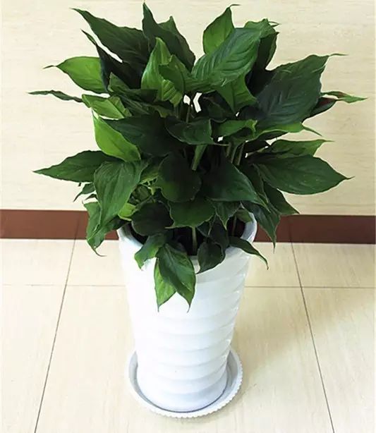 北方喜阴的室内植物花卉有哪些,喜阴耐寒的室外花卉植物有哪些