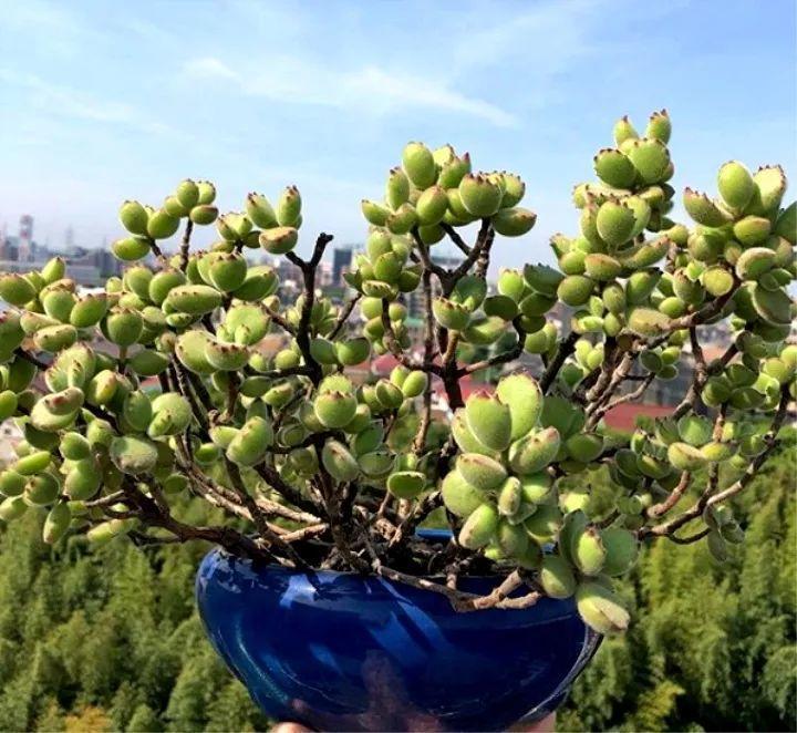 多肉熊童子叶子掉了怎么办,多肉熊童子叶片怎么清理