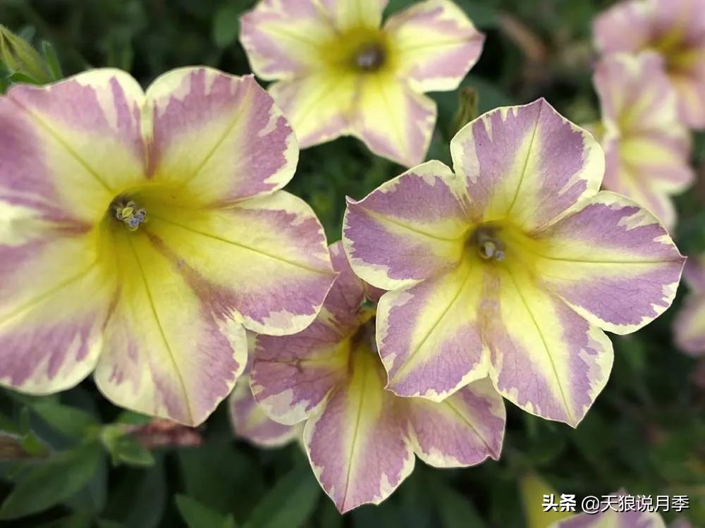 足不出户,带你了解2020日本园艺圈「新品种大赏」