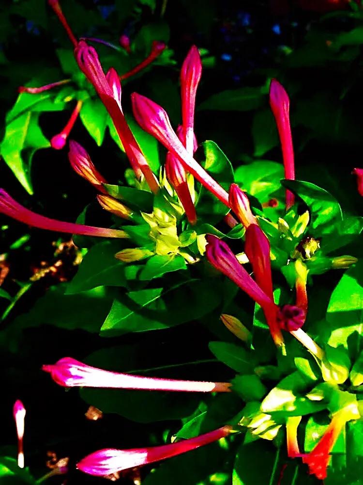 紫茉莉花色,紫茉莉的花朵有香味吗