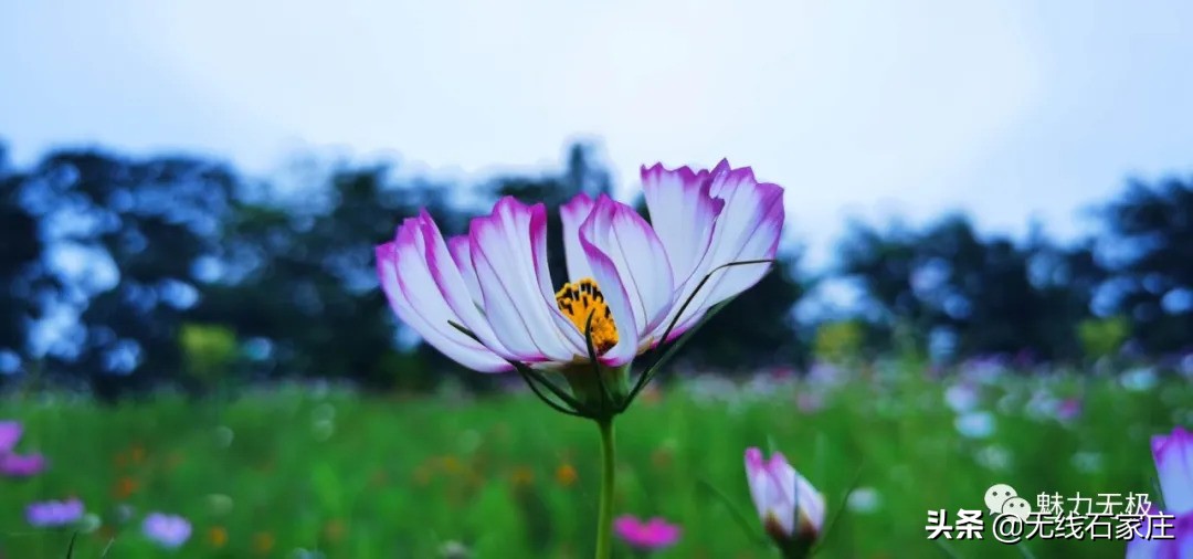 澶х編鏃犳瀬楂樻竻鐩存挱,澶х編鏃犳瀬