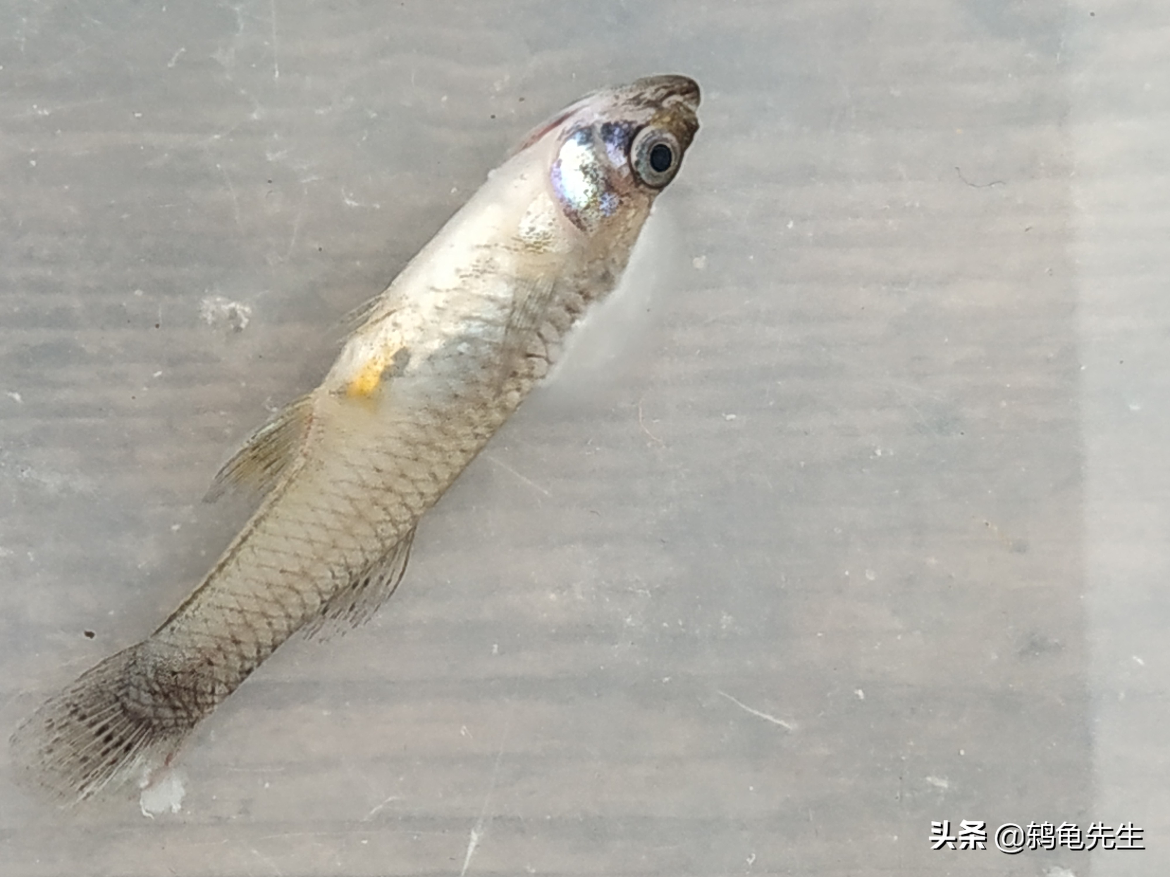 冬天鱼得了水霉病该怎么治疗,观赏鱼水霉病好转脱落白毛