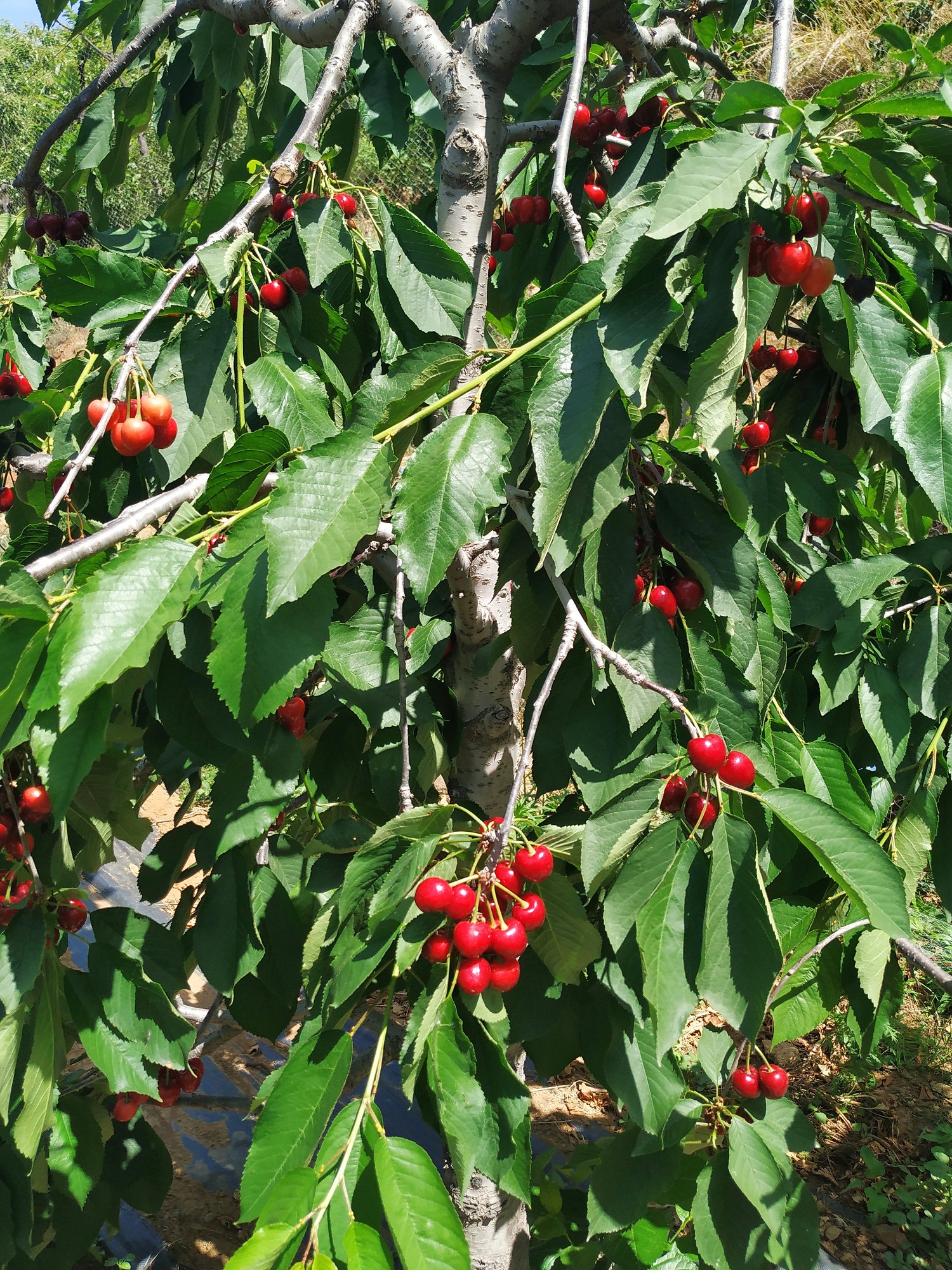 高温对樱桃影响,高温对苹果花的影响