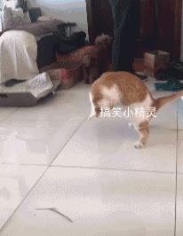 艺术狗视频,艺术狗造型