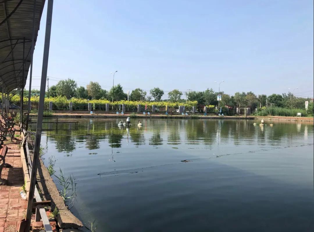 一个不出郑州的踏青好去处,天津春游公园推荐