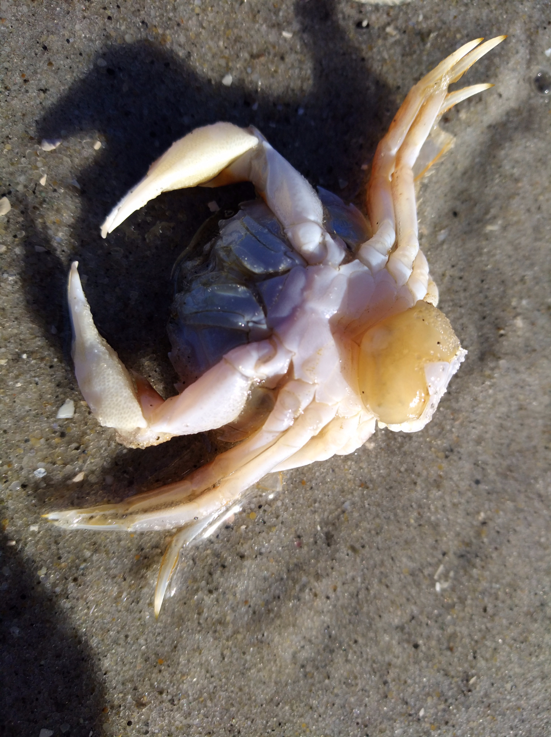 恐怖寄居蟹宠物螃蟹,蟹奴寄生人类