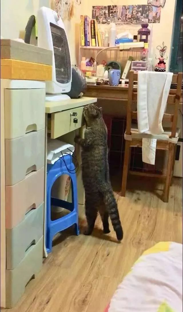 一个人养猫有什么烦恼,一个人生活养只狗靠谱吗