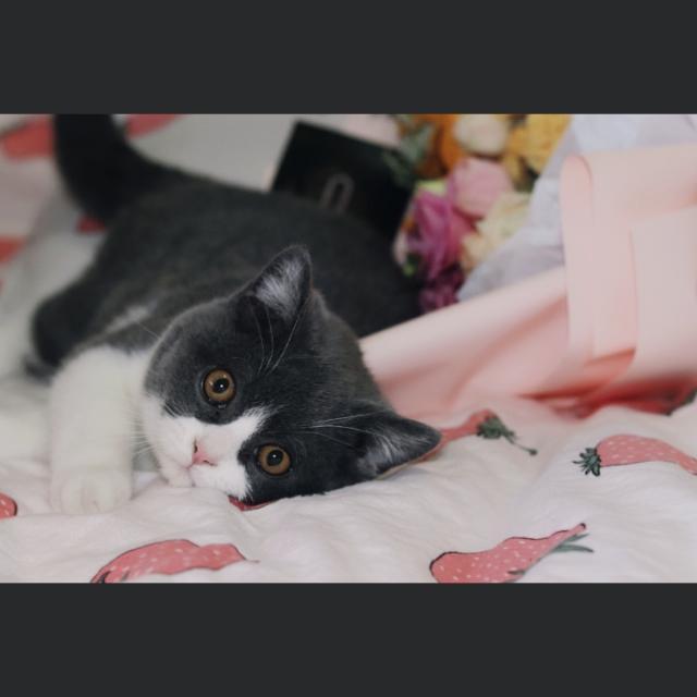 最适合12星座的猫咪,十二星座最配的猫是什么猫