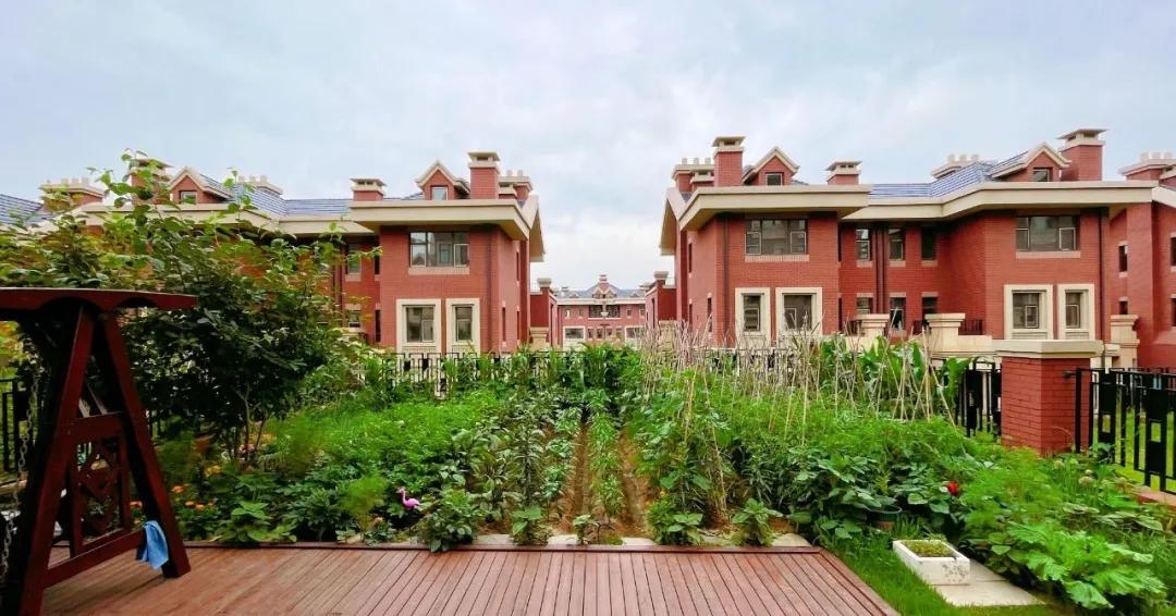 适合懒人家庭种菜100种,家里种菜这3种就够了