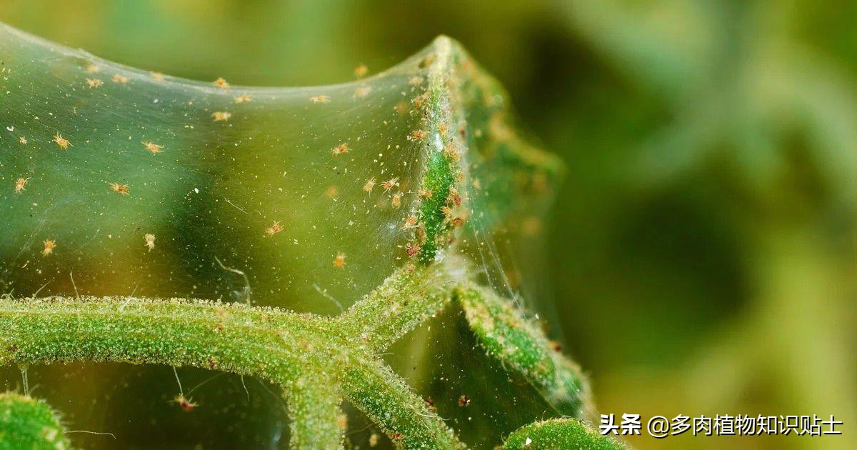 多肉长红蜘蛛有网丝吗,多肉有红蜘蛛可以用清水浸泡吗