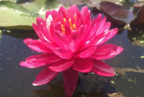 碗莲花的栽培方法图解大全,碗莲种子和普通莲花种子什么不同