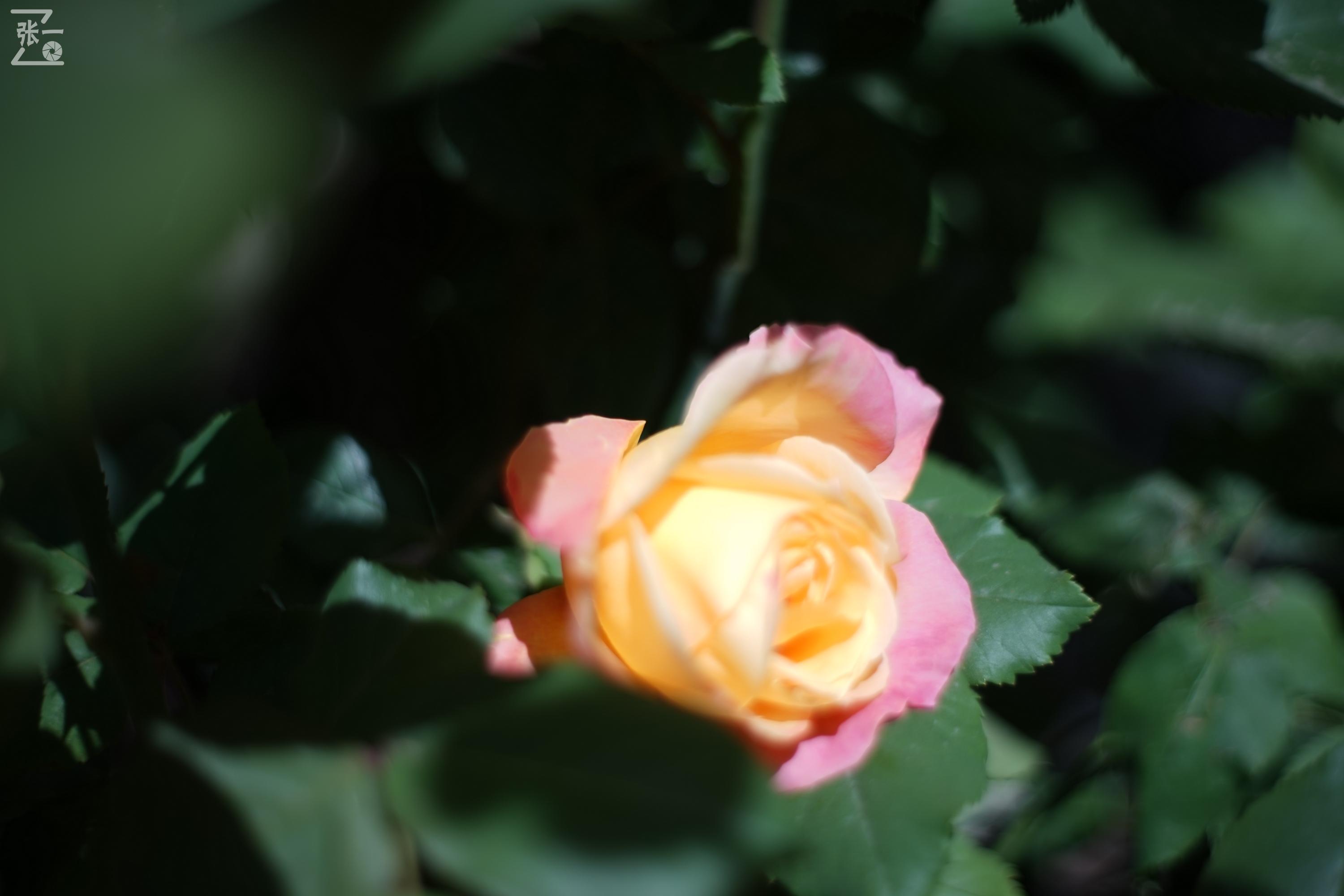 凤凰国产50mm镜头,凤凰索尼e口镜头