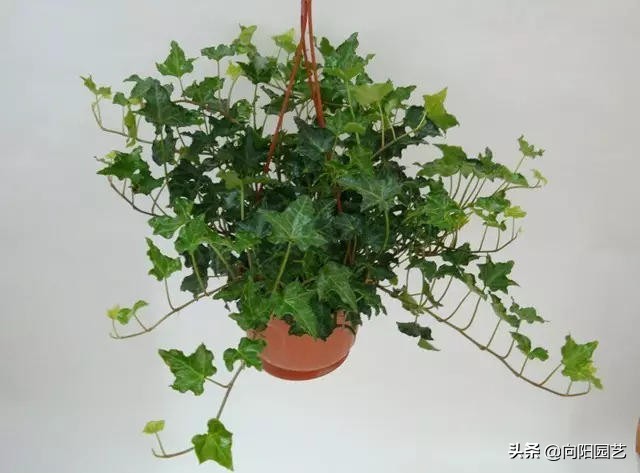 吸烟养什么植物净化,好养的二手烟克星室内植物