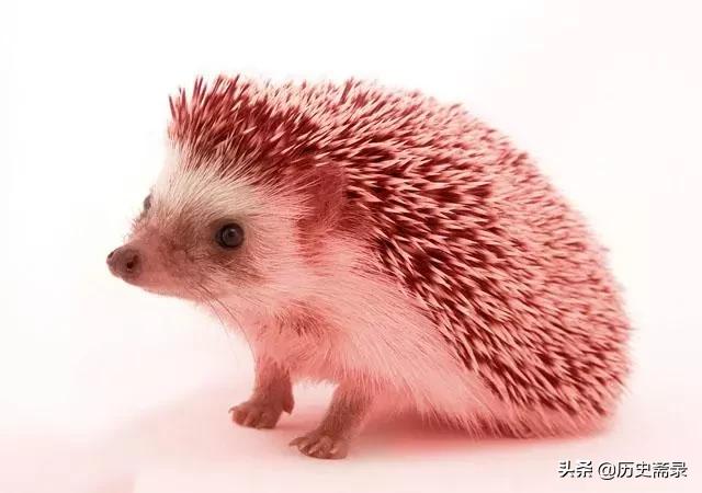 山海经有关瘟疫的传说,山海经中能治病的异兽