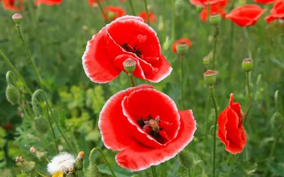 世界各国的国花集锦,英国国花世界各国的国花