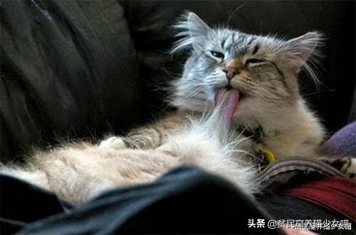 猫咪舔毛被主人抓,猫咪舔自己的毛的传言