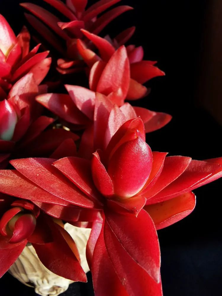 多肉砍头的怎么养,多肉怎么砍头才能爆发