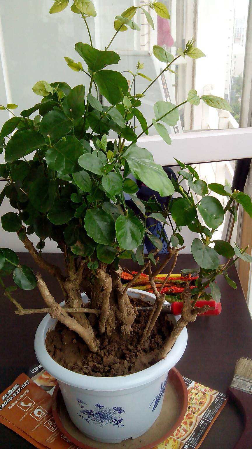 春天养茉莉花，压条“繁殖”效果好，省事又省力，花香飘满屋！