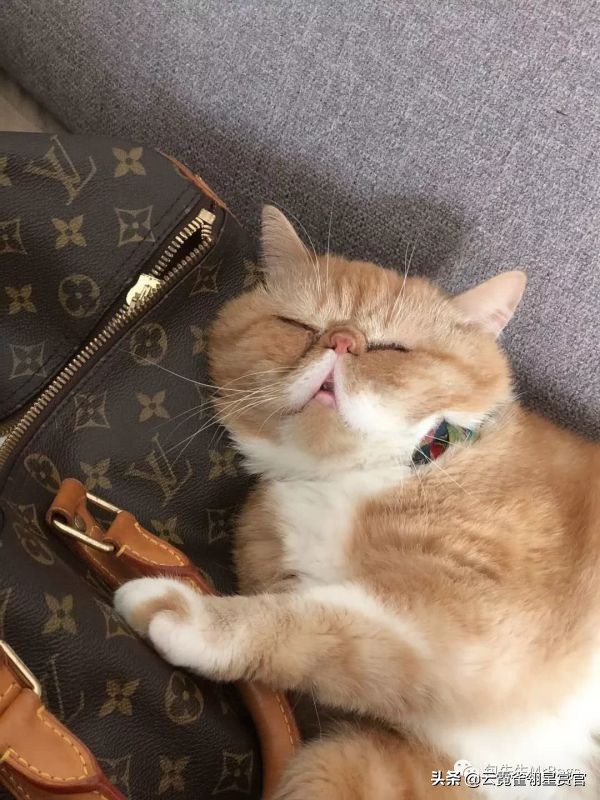 非常好看的宠物包,大家的包都带什么玩偶