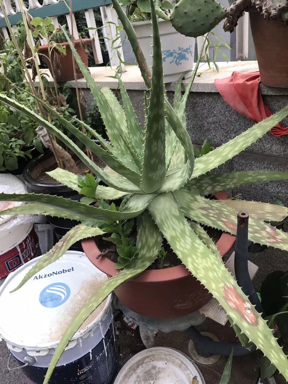 芦荟叶子发黄干瘪枯萎怎么办,芦荟叶子干瘪去掉叶子会怎样