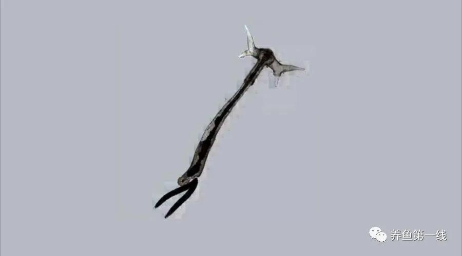 鱼身上有红斑用什么药治理,鱼身上有红斑怎么解决