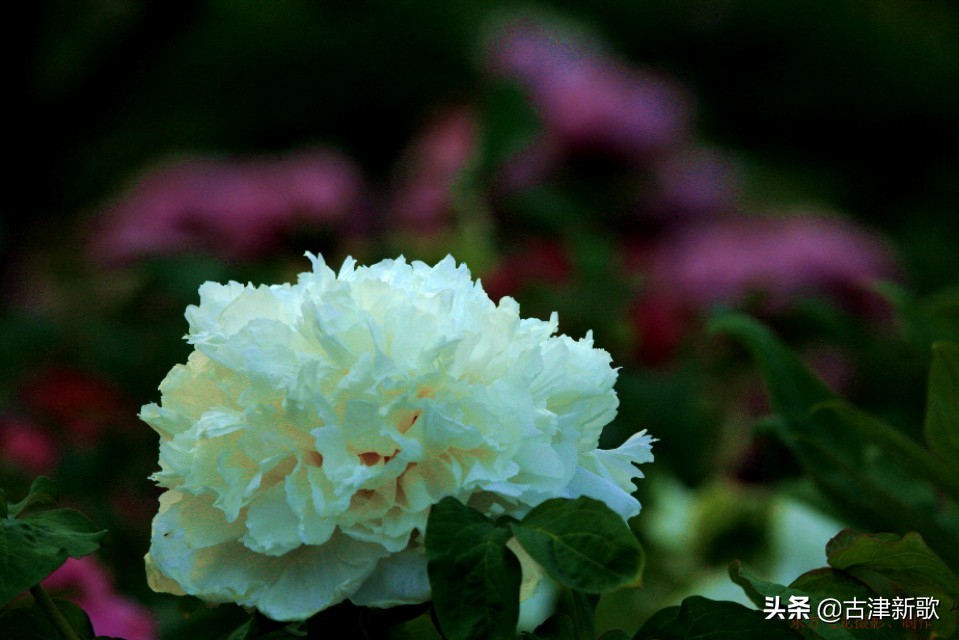 最美牡丹诗词20首,研究牡丹花