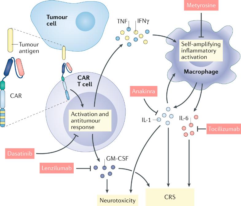 nk细胞免疫疗法治疗亚健康,nk免疫细胞与化疗有区别吗
