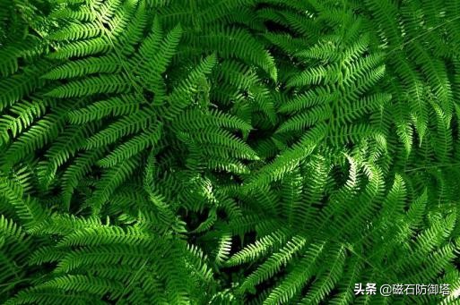 植物进化历程之藻类,藻类植物进化历程