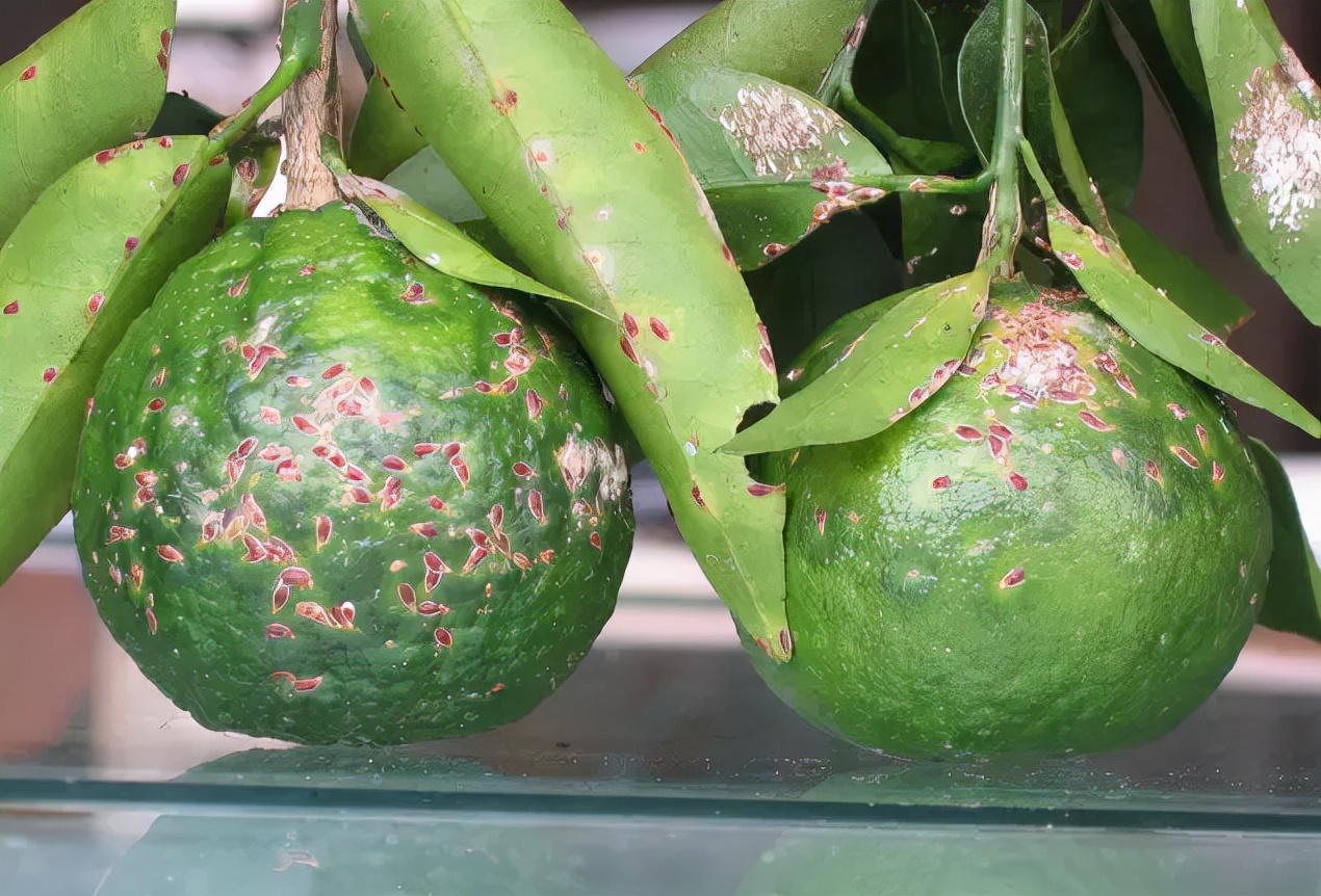 介壳虫的防治方法和时间,防治介壳虫的最佳方法