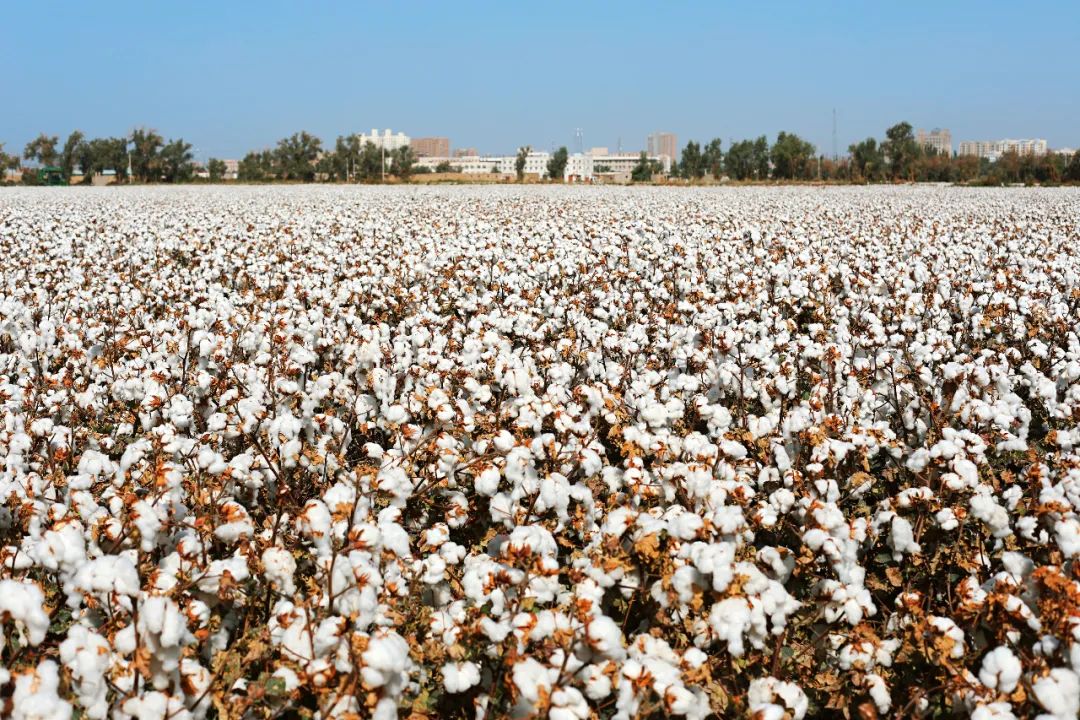 苏州女子探秘南疆巴州：这是一处色彩的世界，超出你的想象