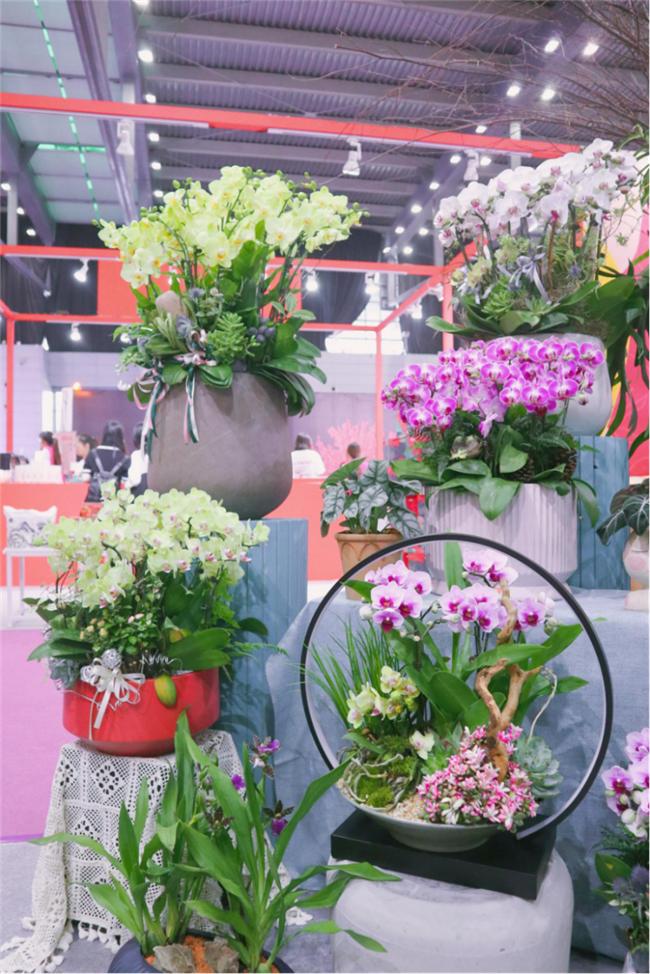 让人惊艳的花展,花展上看到的美到窒息