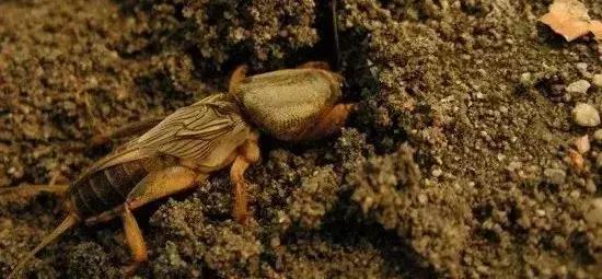 如何区分4类地下害虫的危害特点,田间害虫多该怎样消灭地下害虫