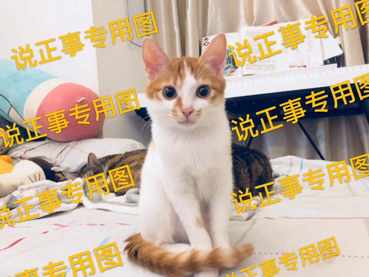 辟谣：猫咪白细胞升高就要使用消炎药？不，谨防滥用抗生素