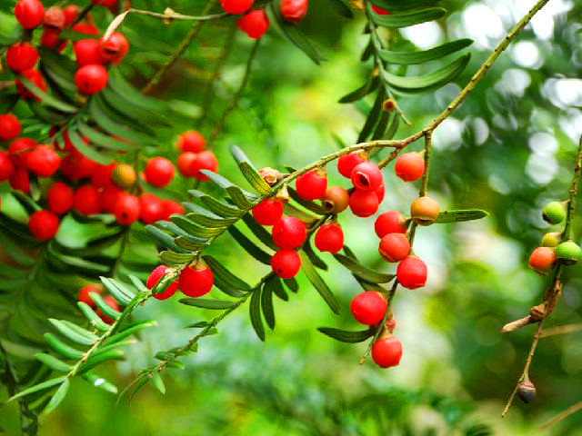 红豆杉叶子枯萎发黄怎么办,红豆杉叶子发黄枯萎怎么办