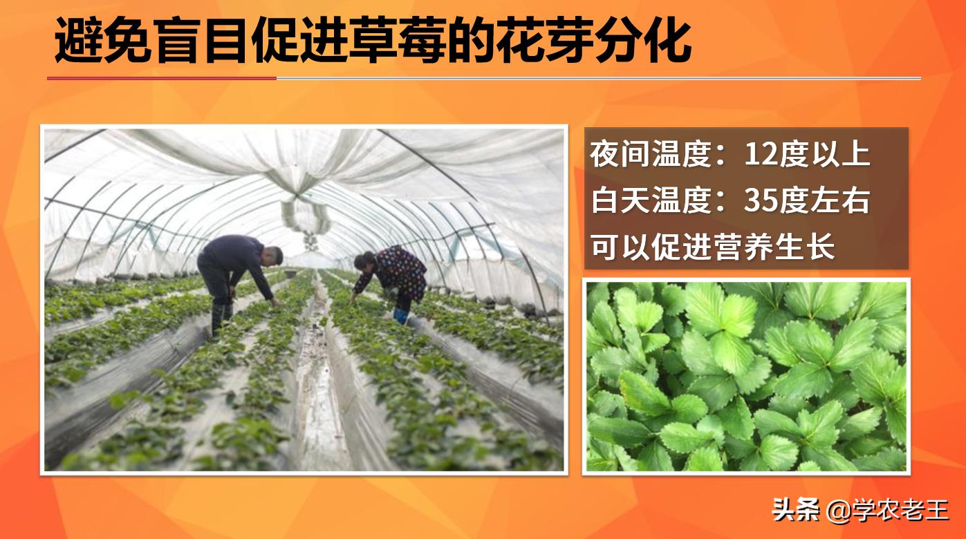 草莓长势好但不结果是什么原因,草莓长势不好用什么办法