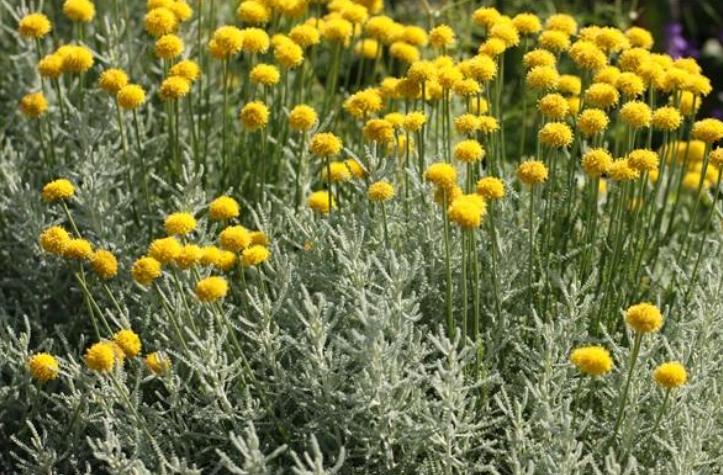 又到蚊虫乱飞的季节，家里放两盆“驱蚊花”，安全环保无蚊虫