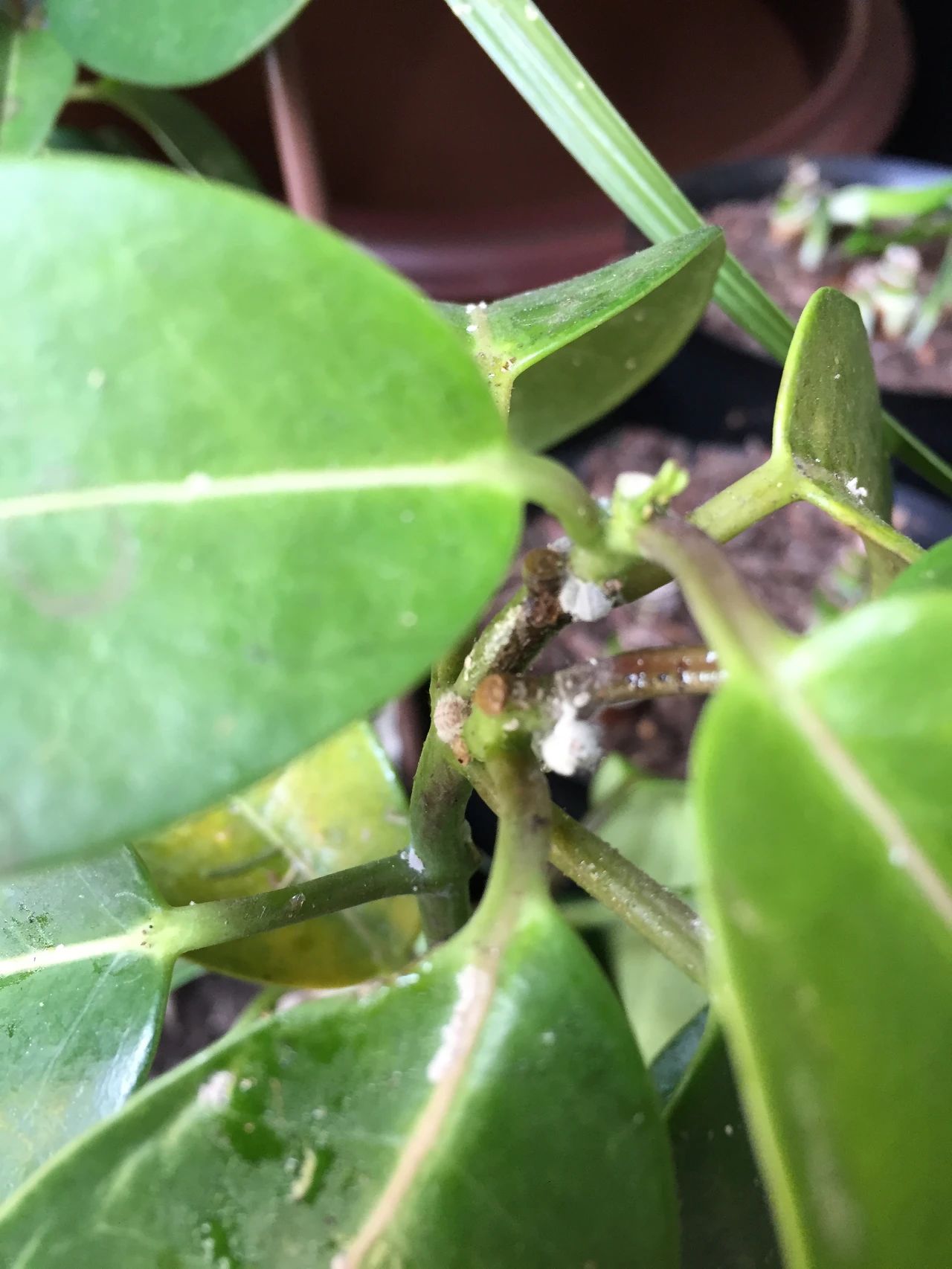 植物虫害的基本知识,如何消灭室内植物虫害