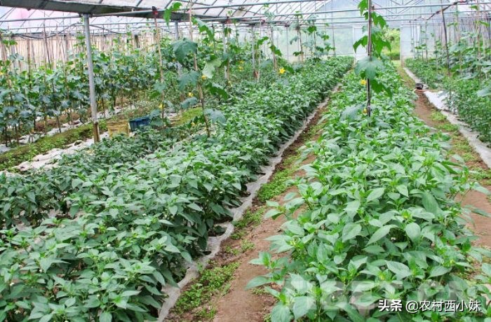 天麻种植技术:天麻田间栽培技术要点