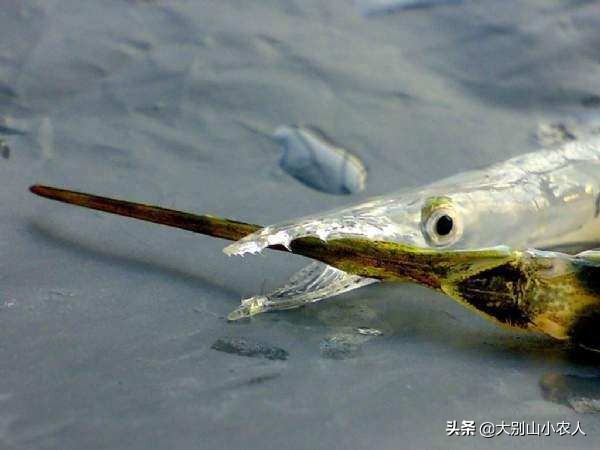 “面条鱼”之殇：鸭绿江边放流，全成了朝鲜的“嫁衣”？