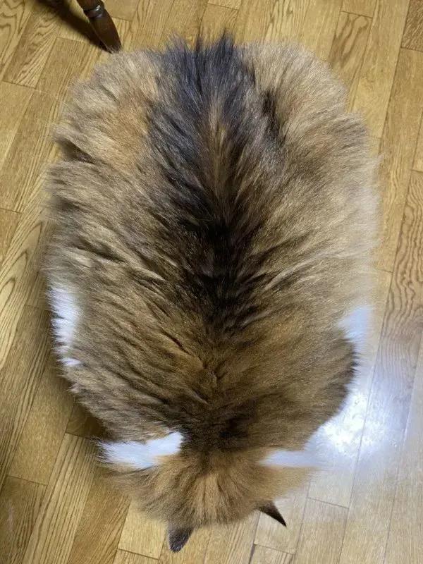 网友晒出5颗巨型毛球，救命！我快要窒息了