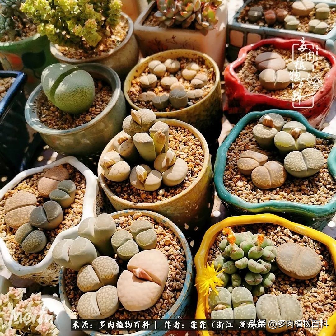 包邮区多肉度夏养护心得,阳台党养多肉怎么度夏