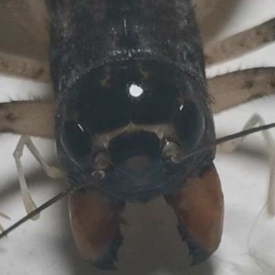 斗蛐蛐到底有多大魅力，让一代明君甘愿背上昏君罪名？