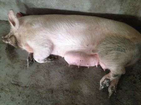 母猪乳房炎常规处理方案,母猪如何预防乳房炎