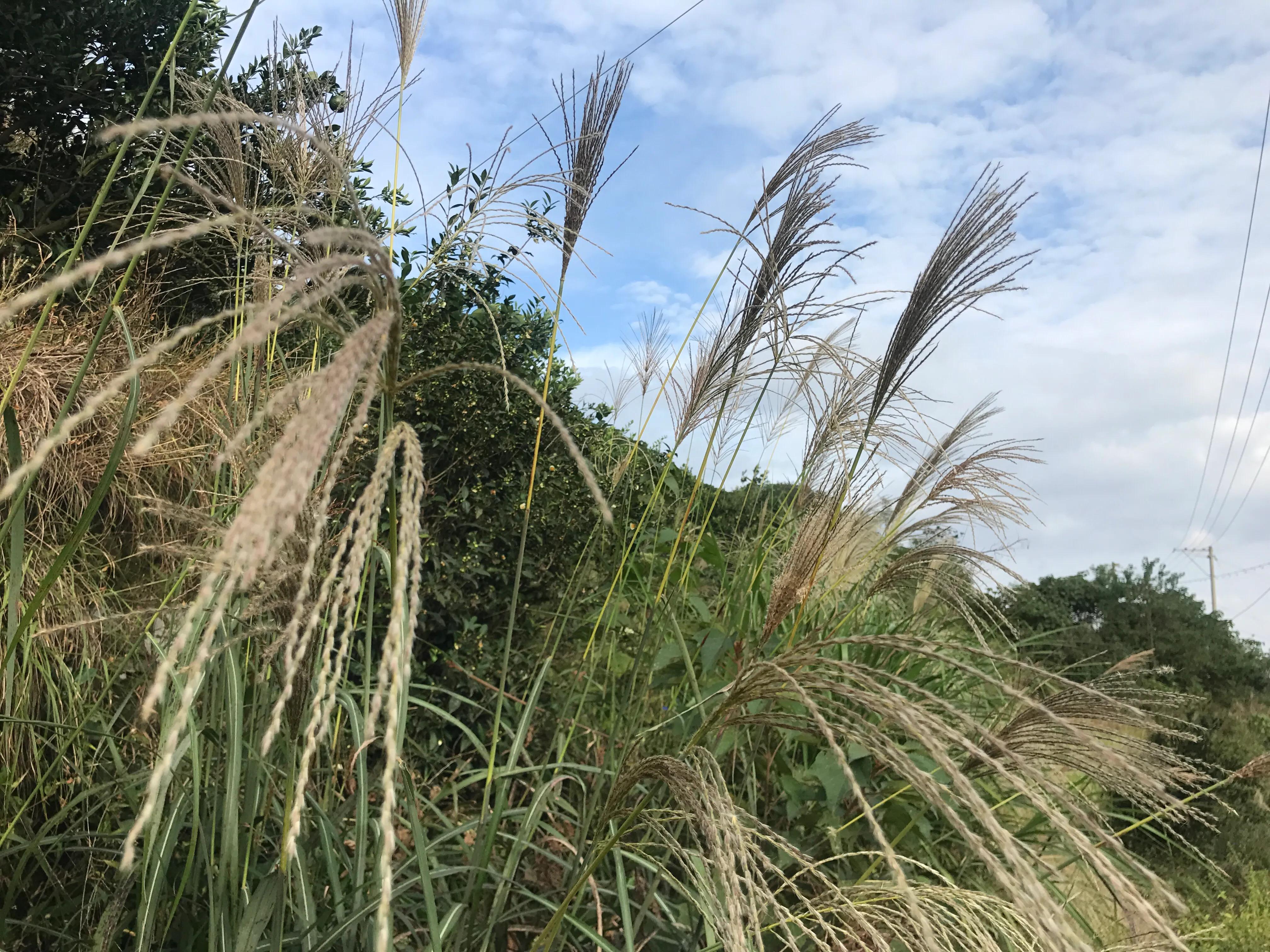 澶х編鑼跺北鏅尯,澶х編鑼跺北缇庢櫙