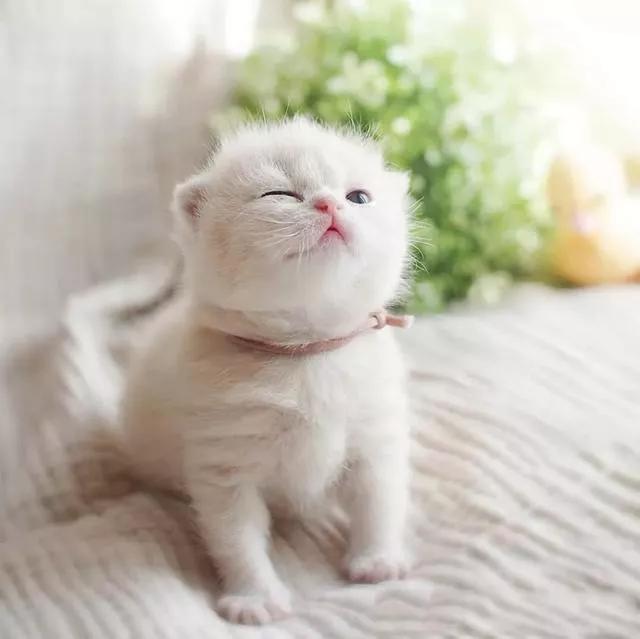 把一只小猫养大会很有感情吗,把一只小猫养大