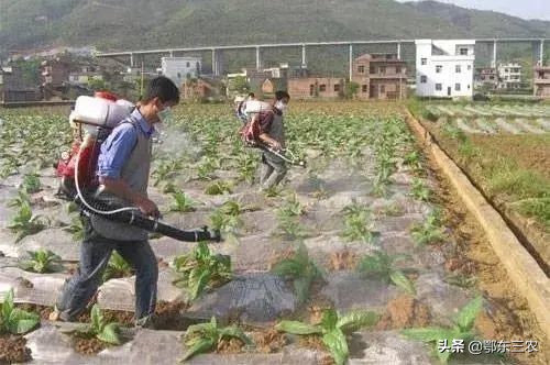 白菜播种出苗后怎样防蚂蚁,白菜虫害怕怎么防止