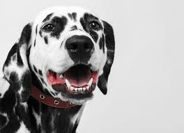 狗狗口臭是怎么回事该怎么办,狗狗肠胃不好口臭怎么调理