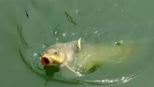 下雨天在大河钓鱼技巧,下雨之前如何钓鱼最好呢