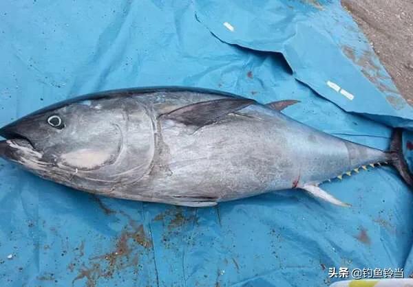 农民钓到一条价值几万的鱼,钓到一条鱼值好几万